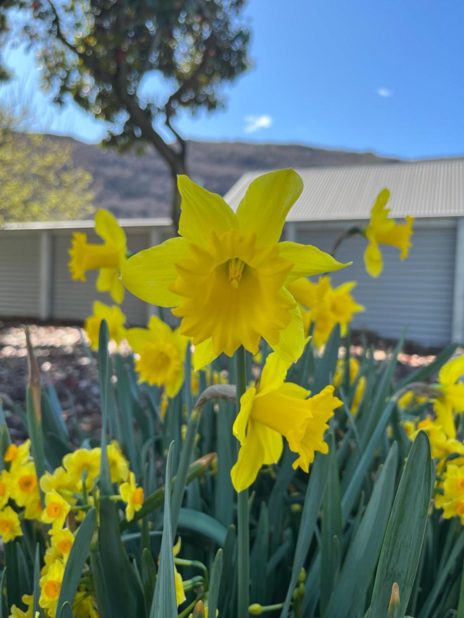 Hampshire Holiday Parks - Arrowtown Exterior foto